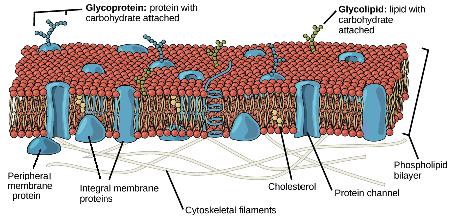 Cell Separation